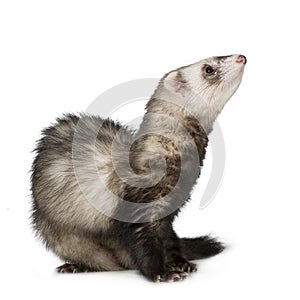 Ferret (2 years)