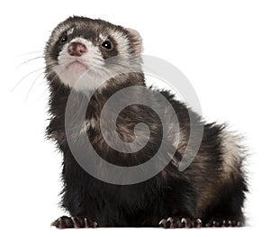 Ferret, 2 years old, in front of white background