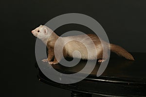 Ferret