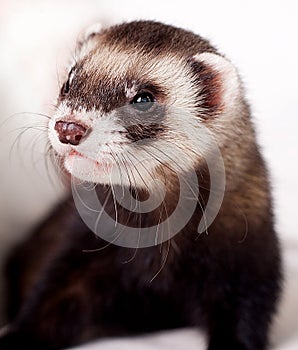 Ferret