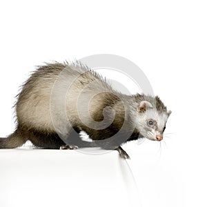 Ferret