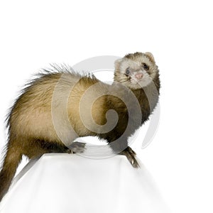 Ferret