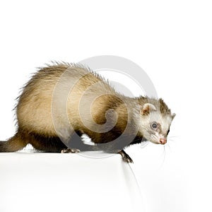 Ferret