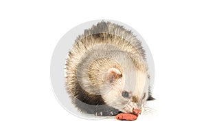 Ferret