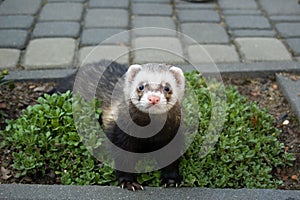 Ferret