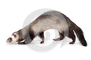 Ferret