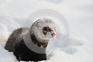 Ferret