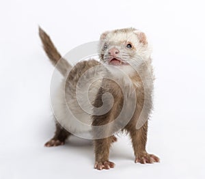 Ferret (3 years old)