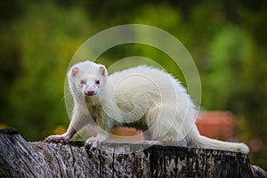 Ferret