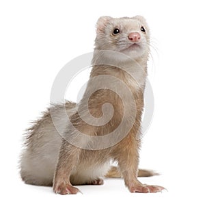 Ferret, 4 years old, in front of white background