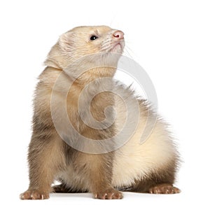 Ferret, 6 months old