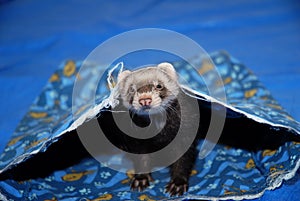 Ferret