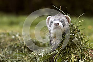 Ferret photo