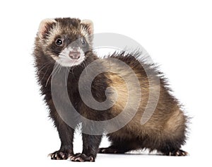 Ferret, 7 months old, looking away against white background