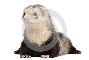 Ferret, 8 months old, lying