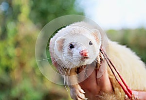 Ferret