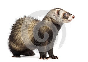 Ferret 9 months old looking right Isolated