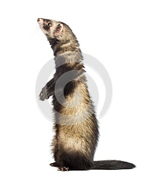 Ferret 9 months old standing on hind legs