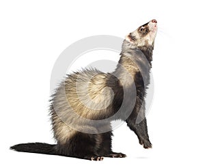 Ferret 9 months old standing on hind legs