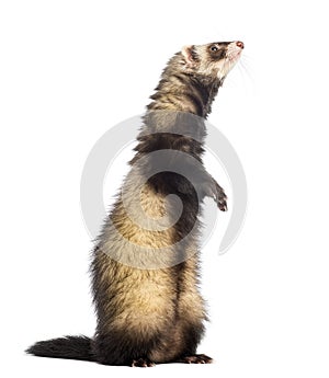 Ferret 9 months old standing on hind legs and looking up