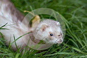 Ferret