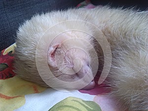 Ferret asleep