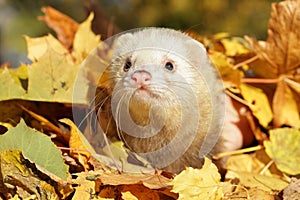 Ferret in autumn leaves