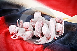 Ferret babies 3-days newborn
