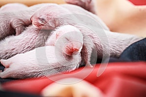 Ferret babies 3-days newborn