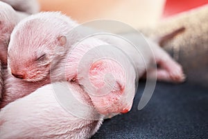 Ferret babies 3-days newborn