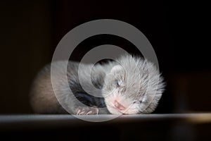 Ferret baby