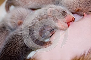 Ferret baby