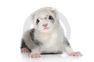 Ferret baby