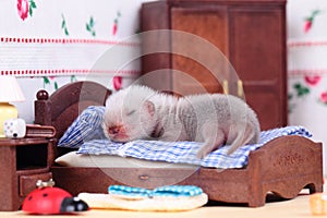 Ferret baby in doll house