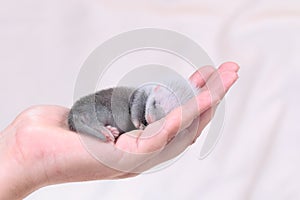 Ferret baby in human hands