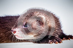 Ferret baby on white background