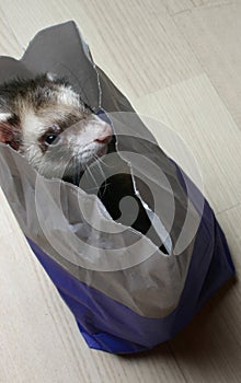 Ferret in a bag photo