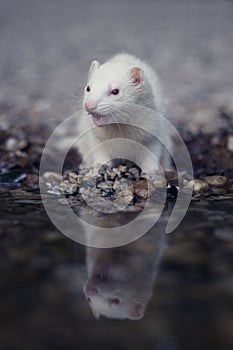 Ferret on the bank of the water with reflexion