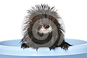 Ferret bathed on a white background