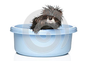 Ferret bathed on a white background