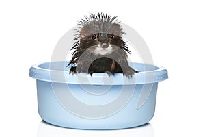 Ferret bathed on a white background