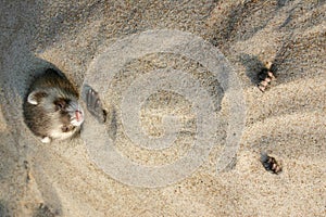 Ferret in a beach