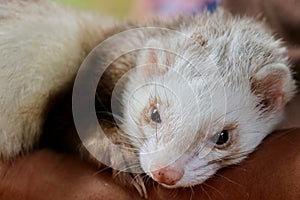 Ferret