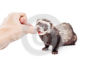 Ferret Being Fed a Treat