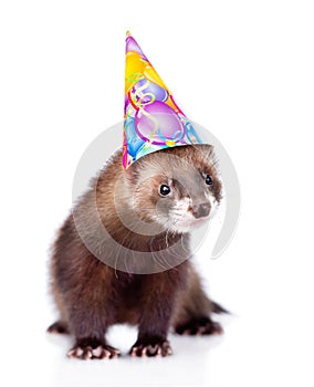 Ferret in birthday hat looking at camera. isolated on white