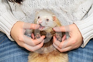 Ferret bites the mistress