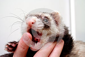 Ferret bitting owners finger