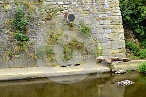 Ferret black on the river bank