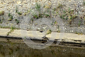 Ferret black on the river bank