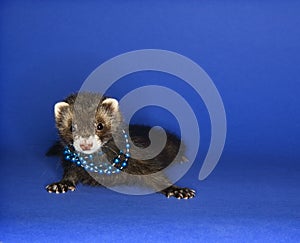 Ferret on blue wearing necklace.